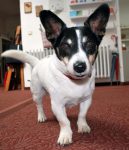 Thyson - der Ladenhüter-Azubi