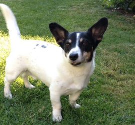 Thyson - der Ladenhüter-Azubi